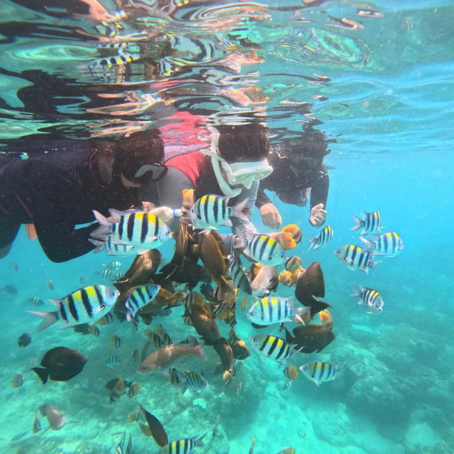 Padang Bai: Blue Lagoon Snorkeling Tour, Lunch & Transfer - The Sum Up: Is It Worth Trying?