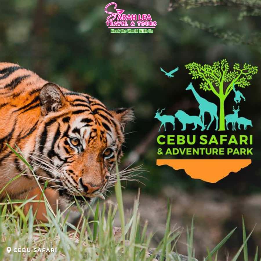 Cebu: Wildlife & Adventure Safari Experience - What the Tour Offers in Practical Terms