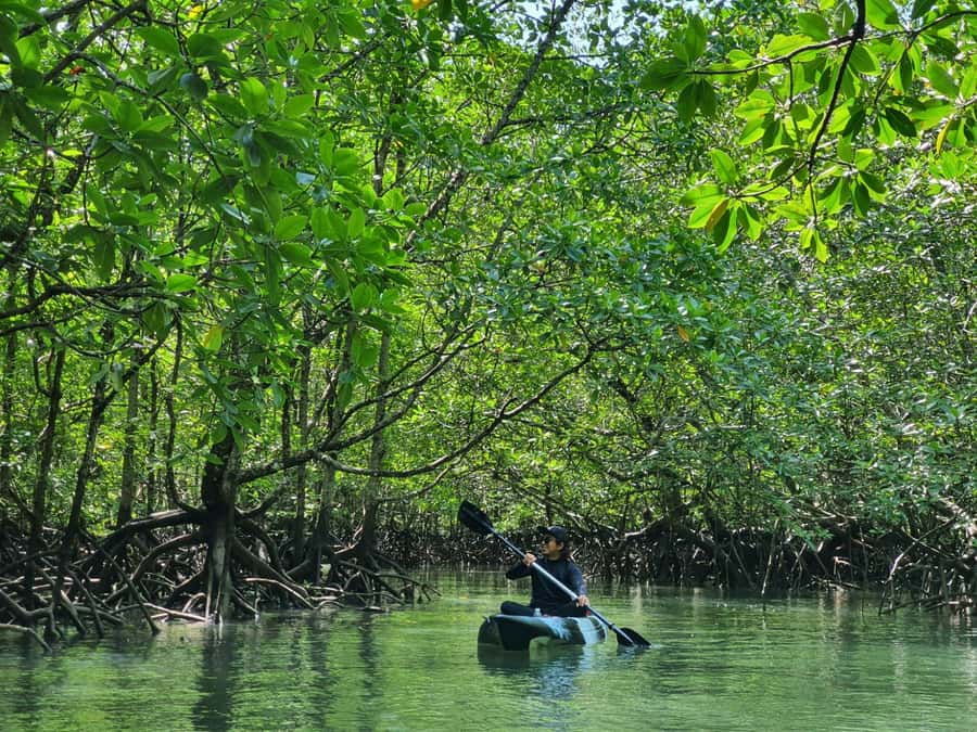 Langkawi: Mangrove Kayak Tour with Wildlife Spotting - An In-Depth Look at the Langkawi Mangrove Kayak Tour