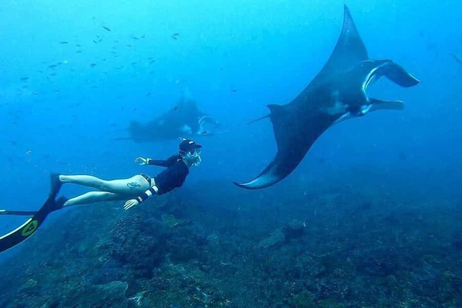 Nusa Penida: Manta Point Snorkeling with Lunch and Pick Up - Who Should Consider This Tour?