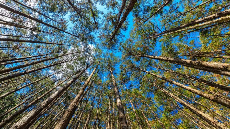 Wakayama: Kumano Kodo Sacred Sites 2-Day Tour - Authenticity and Practical Tips