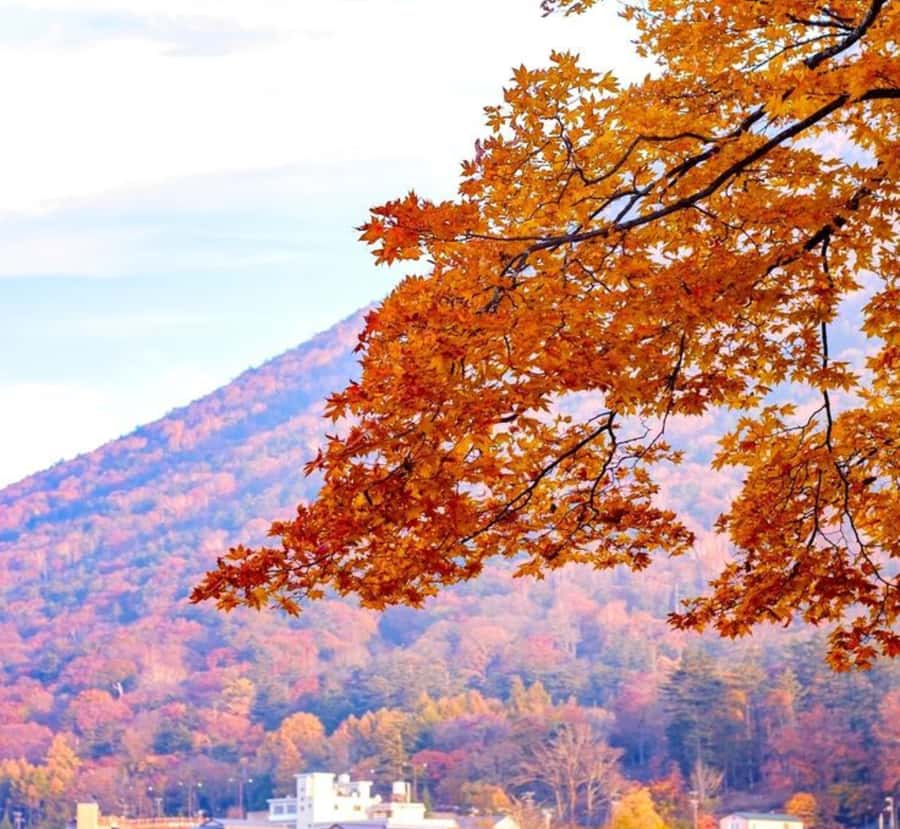 From Tokyo: Nikko Private Full-Day Heritage & Nature Tour - The Sum Up: Who Should Consider This Tour?
