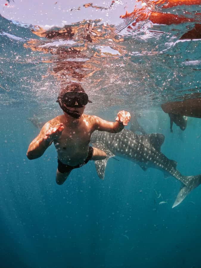 Sumbawa Besar: Whale Shark Snorkeling with Breakfast - Key Points
