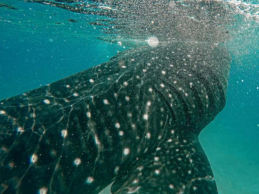 Sumbawa Besar: Whale Shark Snorkeling with Breakfast - The Journey to the Whale Sharks: What to Expect