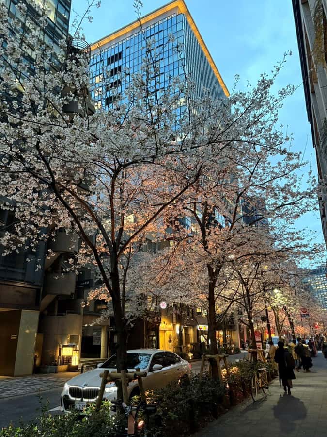 Tokyo: Enjoy "Hanami" Cherry Blossom Experience - Key Points