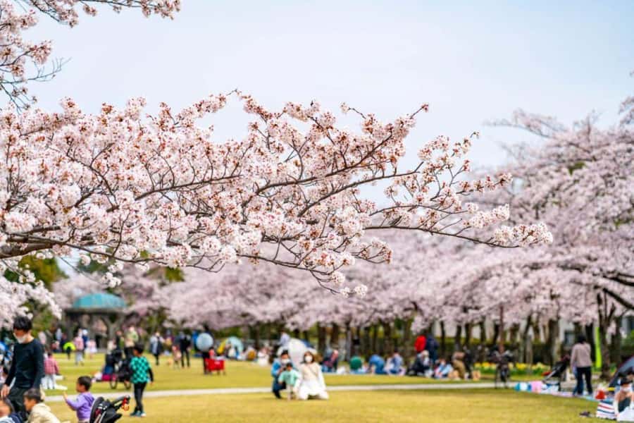 Tokyo: Enjoy "Hanami" Cherry Blossom Experience - The Experience in Practice