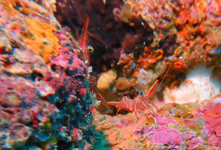 Colombo: Shipwreck Diving Experience within the city - Good To Know