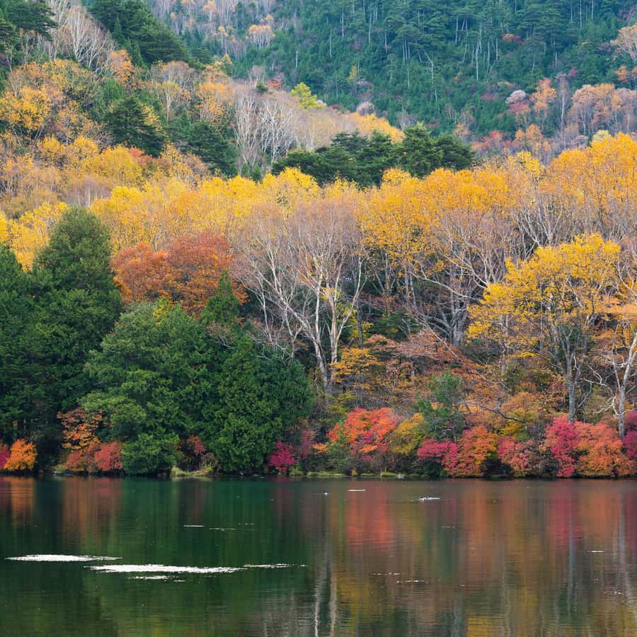 Tokyo: Nikko Chzen-ji Temple Private Full Customizable Tour - Price and Value