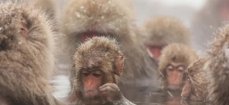 From Tokyo: Nagano Day Private Tour With English Driver - Who Should Consider This Tour?