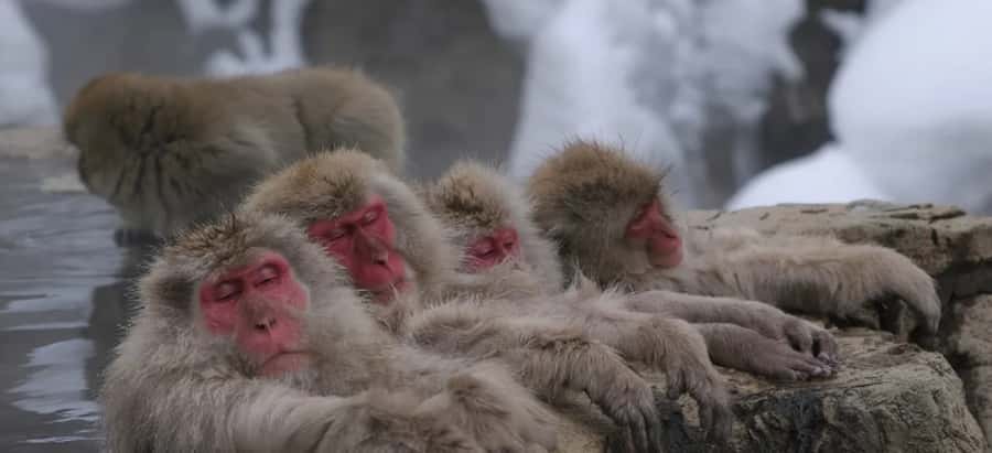 From Tokyo: Nagano Day Private Tour With English Driver - FAQ