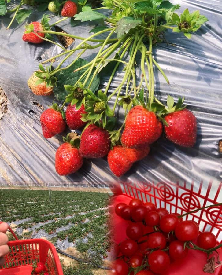 Shenzhen East: Dapeng Fortress, Temple, and Beach Day Tour - Key Points