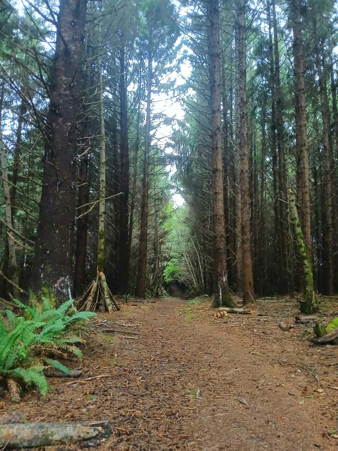 Trinidad: Elk Head Trail Guided Nature Walking Tour - Exploring the Elk Head Trail: A Natural Dive into Coastal California
