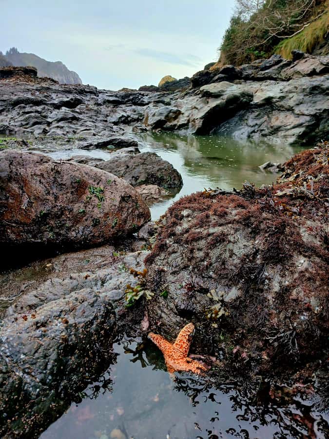 Trinidad: Elk Head Trail Guided Nature Walking Tour - Key Points
