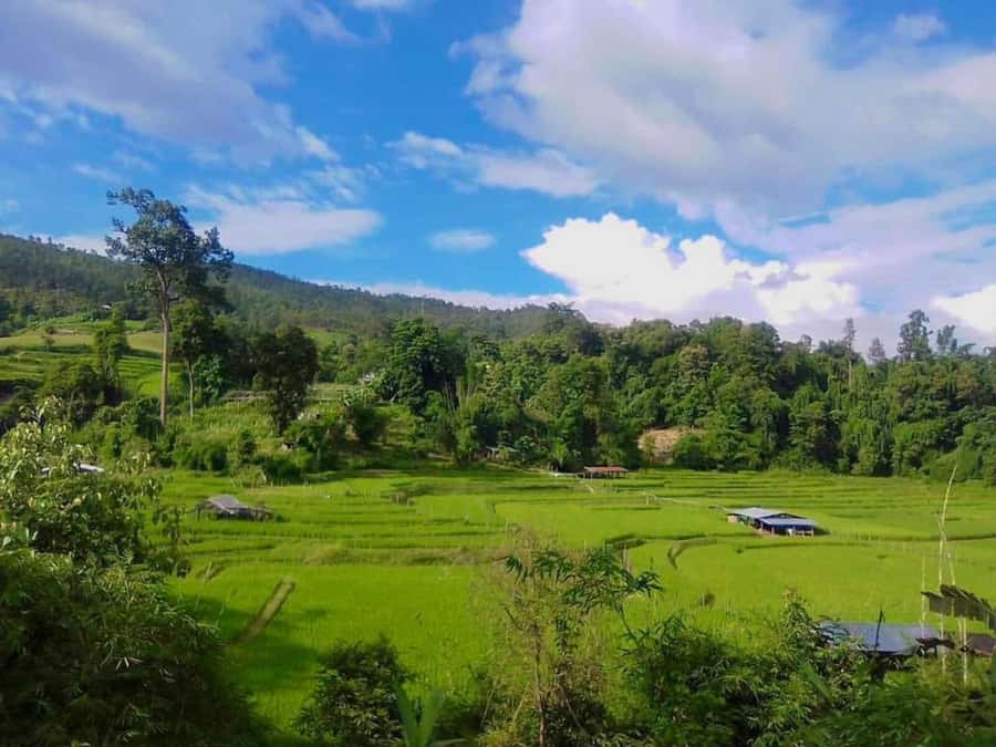 Chiang Mai: Forest Walk & Bamboo Rafting Day Tour - FAQs