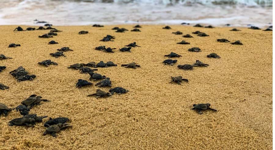 Bali: Glass Bottom Boat & Turtle Conservation Tour - Who Should Consider This Tour?