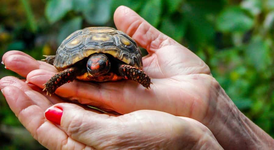 Bali: Glass Bottom Boat & Turtle Conservation Tour - Good To Know