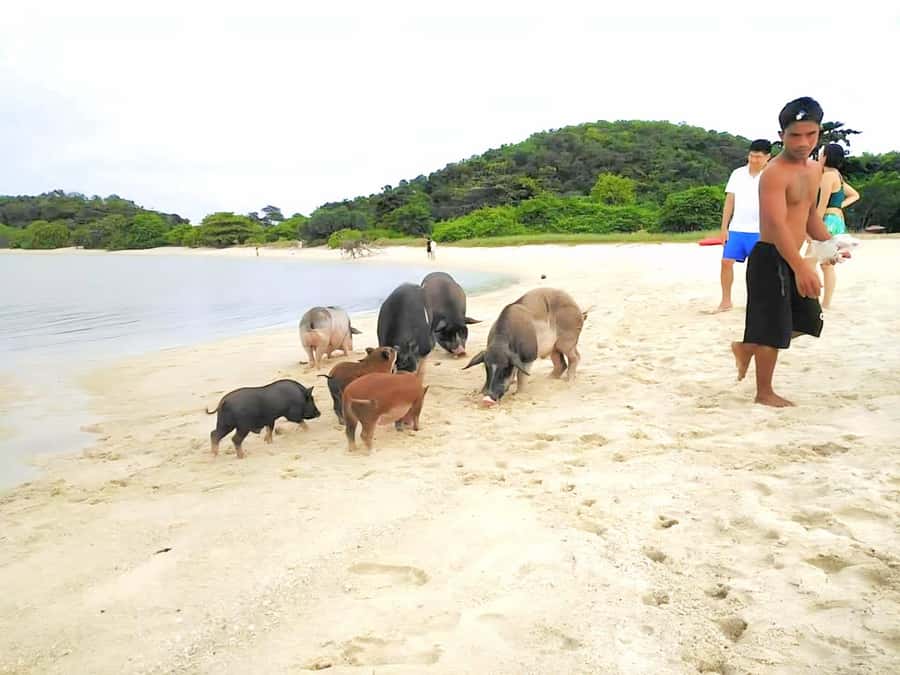 Koh Samui: Pig Island & Koh Tan Longtail Boat with Snorkel - The Sum Up