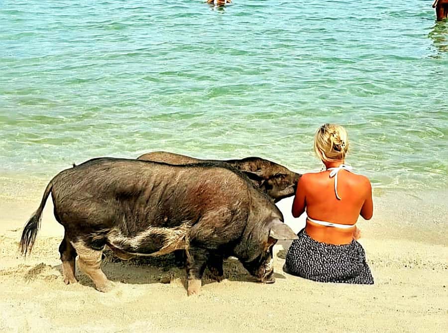 Koh Samui: Pig Island & Koh Tan Longtail Boat with Snorkel - Key Points