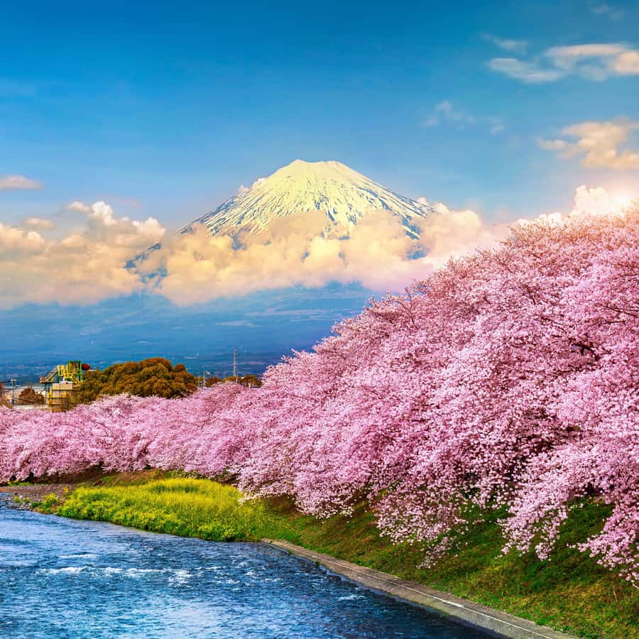 Tokyo: Mt. Fuji Private Fully Customised Tour In Prado - Who Should Consider This Tour?