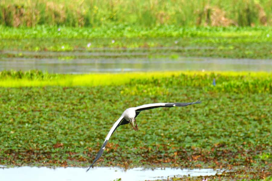 Tissamaharama - Evening Bird and Bat Watching Tuk-Tuk Tour - Who Will Love This Tour?
