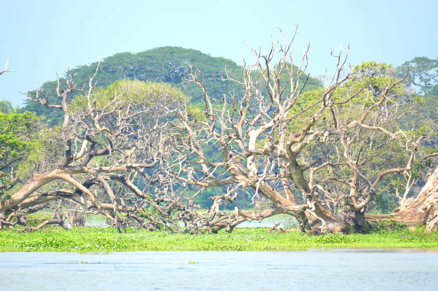 Tissamaharama - Evening Bird and Bat Watching Tuk-Tuk Tour - The Sum Up