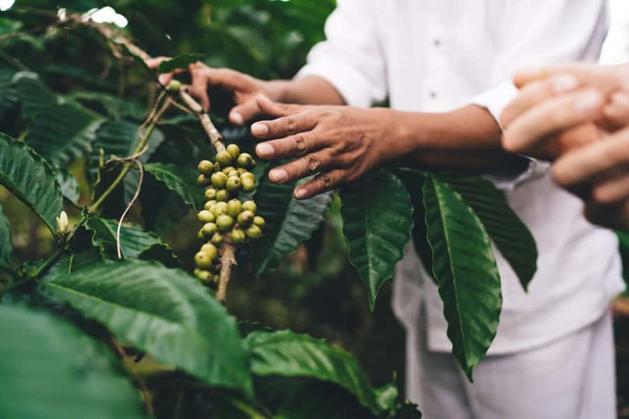 Banyuwangi: Kalibaru Train Adventure & Cultural Tour - A Day in the Life: The Journey Through Banyuwangi and Kalibaru