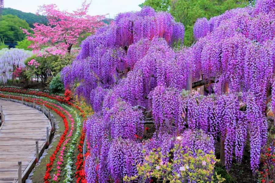 Ashikaga Flower Park Entry Ticket - The Itinerary and What to Expect