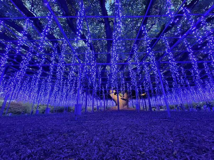 Ashikaga Flower Park Entry Ticket - FAQs