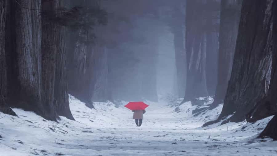 Shizuoka: Nagano Snow Monkey Park Private Day Trip - An Introduction to the Tour