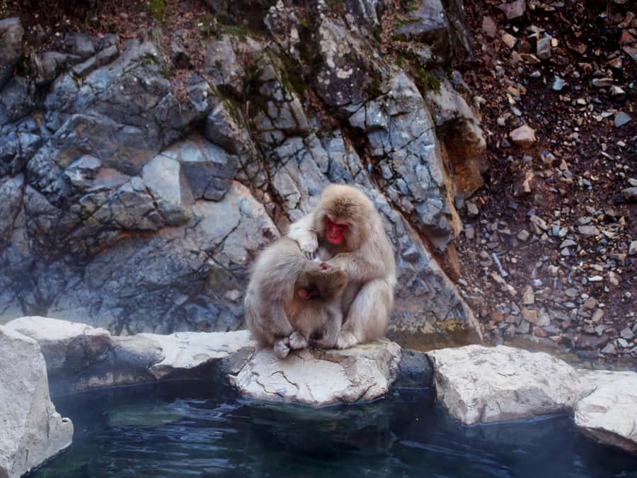 Tokyo:Nagano Snow Monkey, Zenkoji Temple, Obuse Private Trip - What Makes This Tour Stand Out?