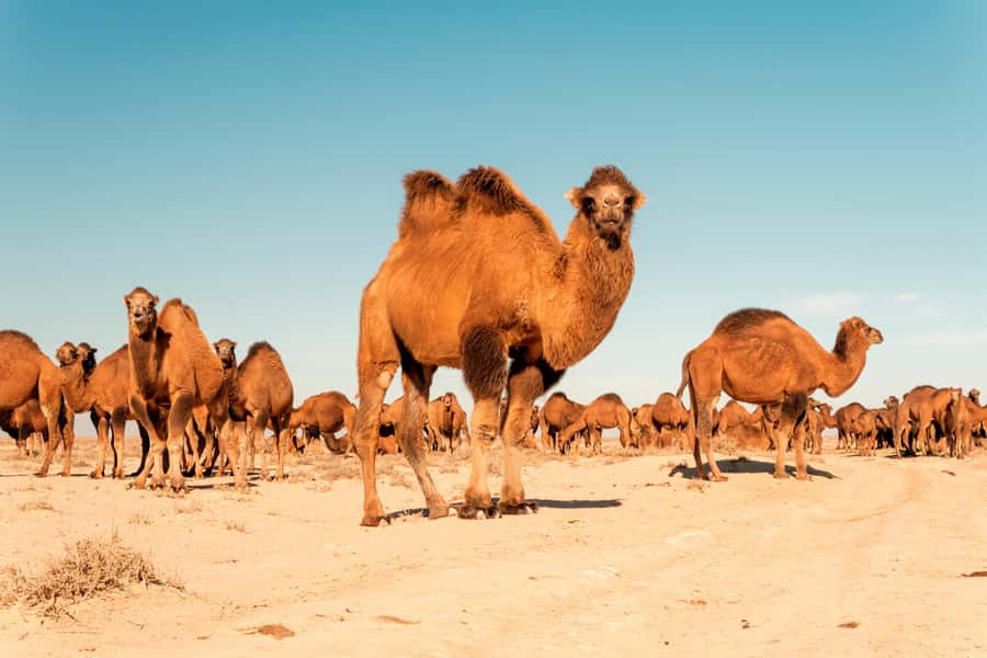 Explore Ellik Kala: Visit the Lost Cities of the Desert - Practical Details and Value