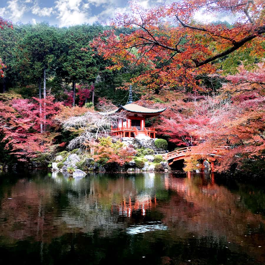 From Kyoto: Kyoto Highlights Private Tour with English Guide - What Makes This Tour Stand Out?