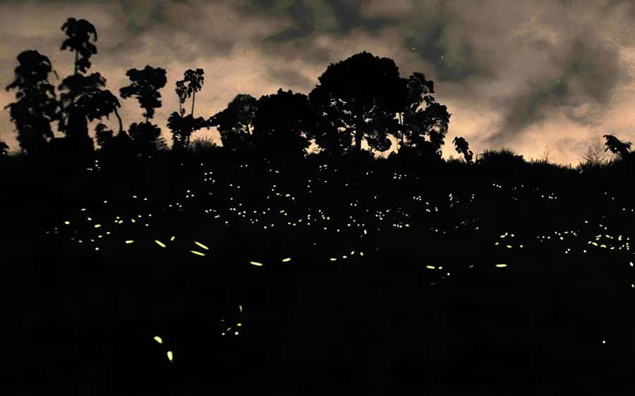 Semporna: Light Fishing & Mangrove Wildlife Cruise Dinner - Who Should Consider This Tour?