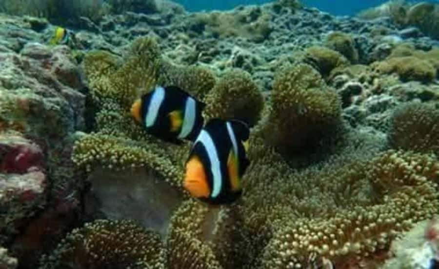 Koh Yao Yai/Noi: Ko Hong & Island Hopping by Long Tail Boat - The Practical Side: Transport, Group Dynamics & Value