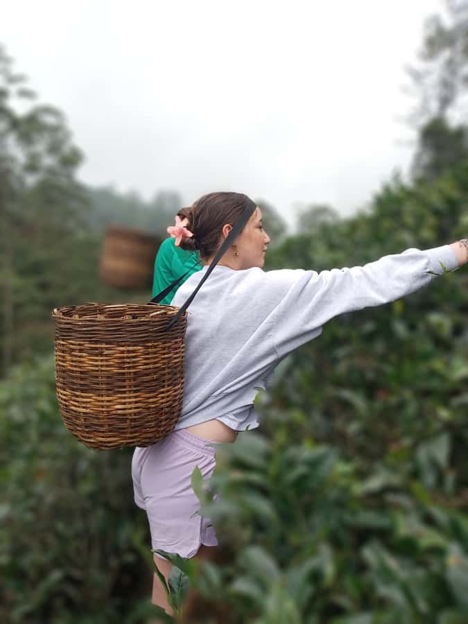 All-Inclusive Nuwara Eliya Tuk-Tuk Tour: Tea & Waterfalls - Final Thoughts: Is This Tour Worth It?