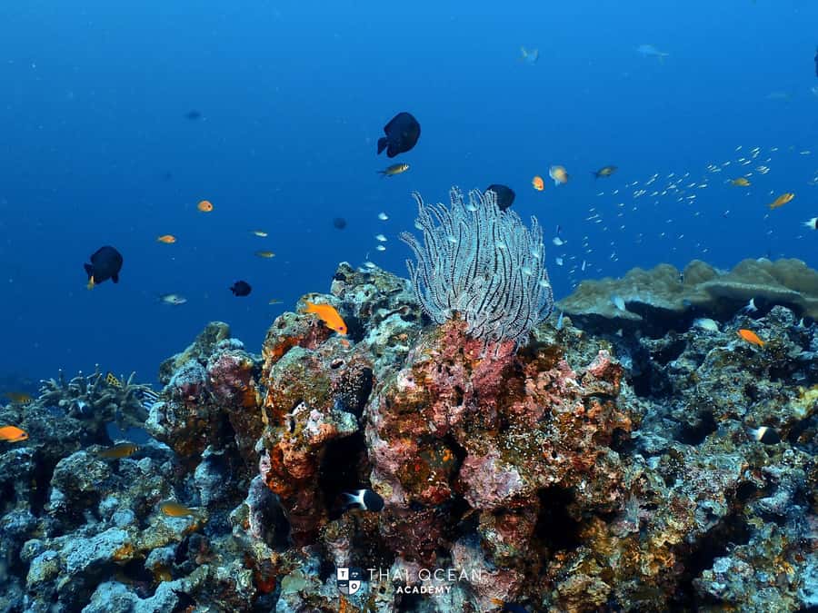 Pattaya: Try Dive with 2 Ocean Dives (For First Timer) - Why This Tour Offers Great Value