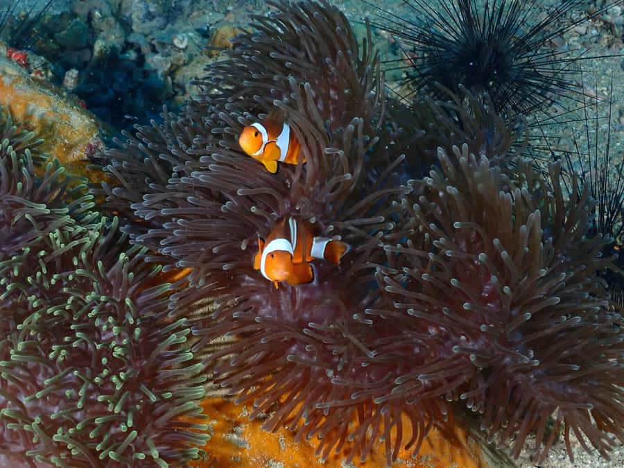 Pattaya: Try Dive with 2 Ocean Dives (For First Timer) - A Closer Look at the Experience