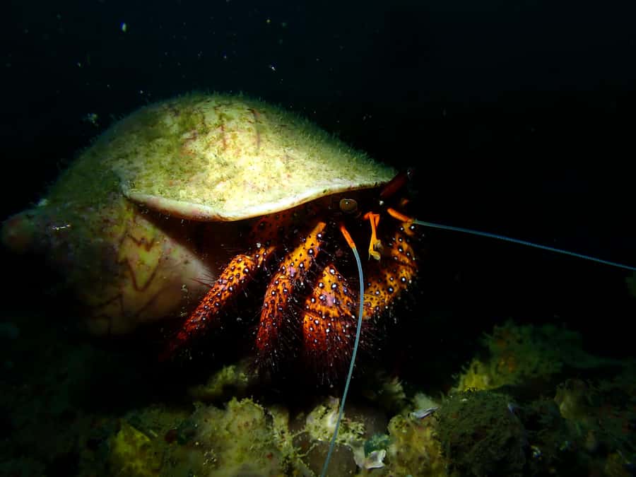 Pattaya: Try Dive with 2 Ocean Dives (For First Timer) - FAQ