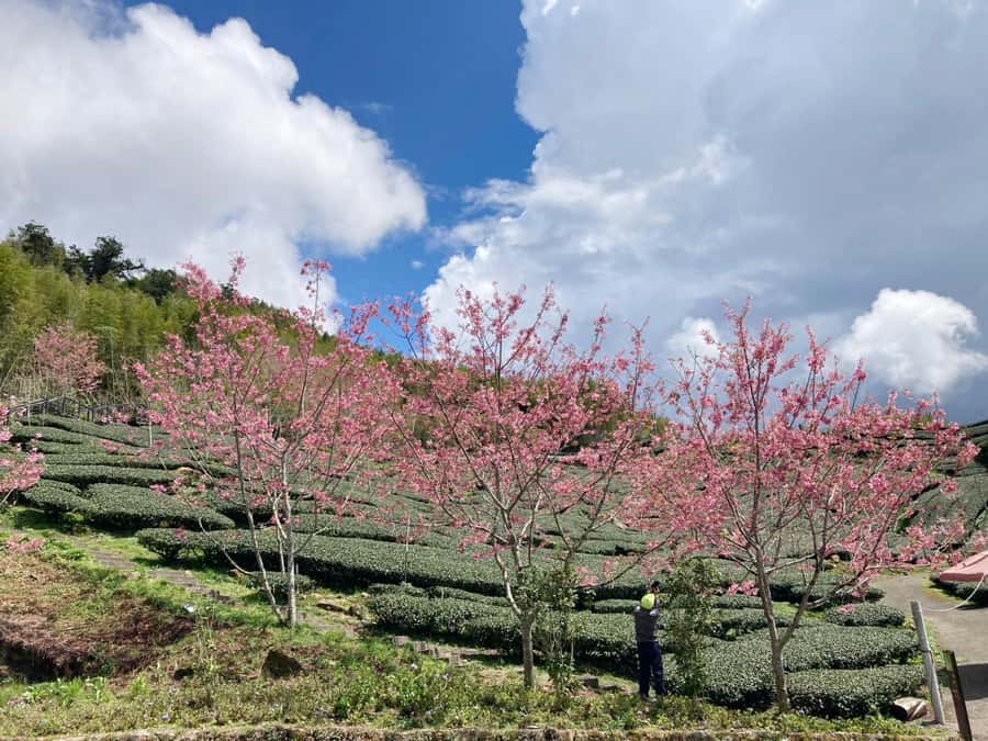 From Taipei: Alishan 2 Days Private Tour - Good To Know