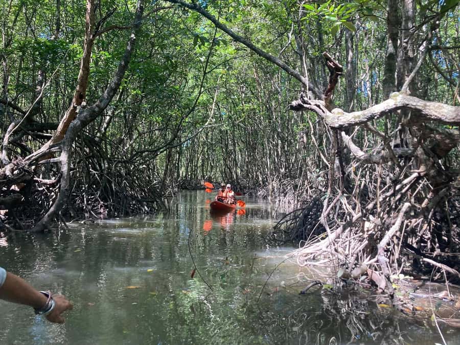 Koh Yao Yai : Mangrove Kayaking Adventure - Who Should Book This Experience?