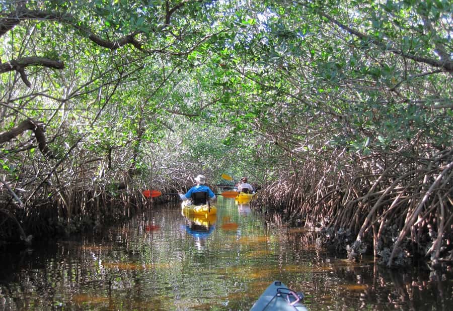 Koh Yao Yai : Mangrove Kayaking Adventure - Koh Yao Yai: Mangrove Kayaking Adventure – An Authentic Thai Nature Experience