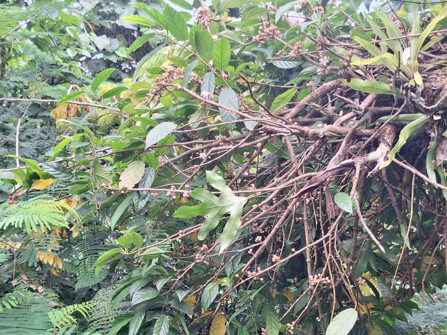 Sidemen Trekking: Dwangga Hill Hike in Sidemen (Peak 800M) - FAQ