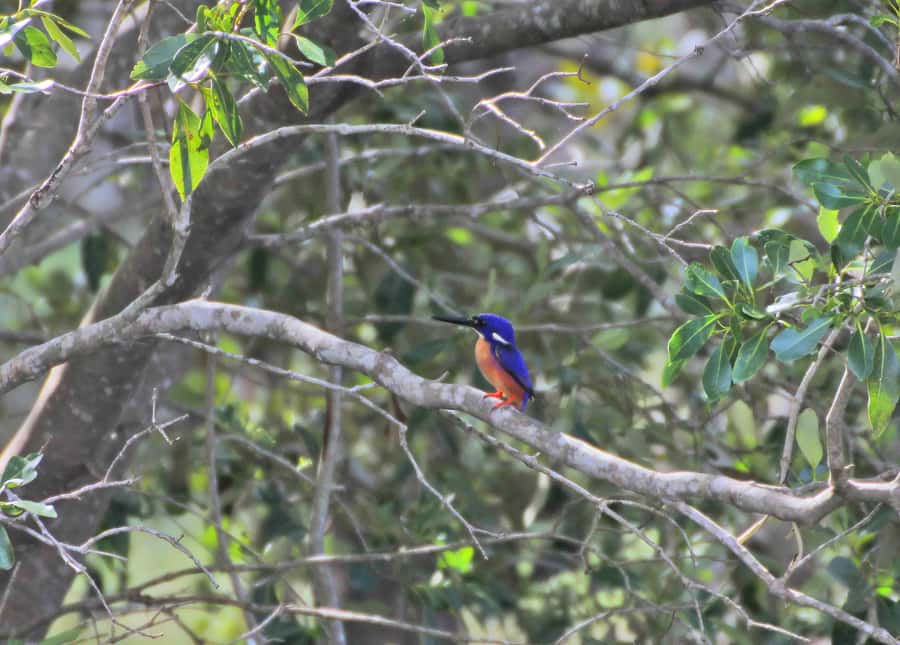 Byron Bay: Brunswick River Eco-Cruise with Brunch - The Sum Up