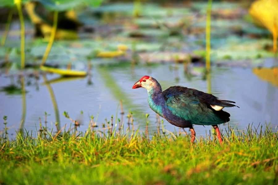 Visit Muthurajawela Wetlands Scenic Boat Ride & Birdwatching - A Deep Dive into the Muthurajawela Wetlands Experience