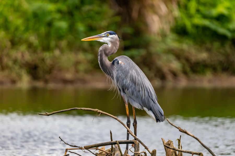 Visit Muthurajawela Wetlands Scenic Boat Ride & Birdwatching - Exploring Sri Lanka’s Muthurajawela Wetlands: A Detailed Review of the Scenic Boat Ride & Birdwatching Tour