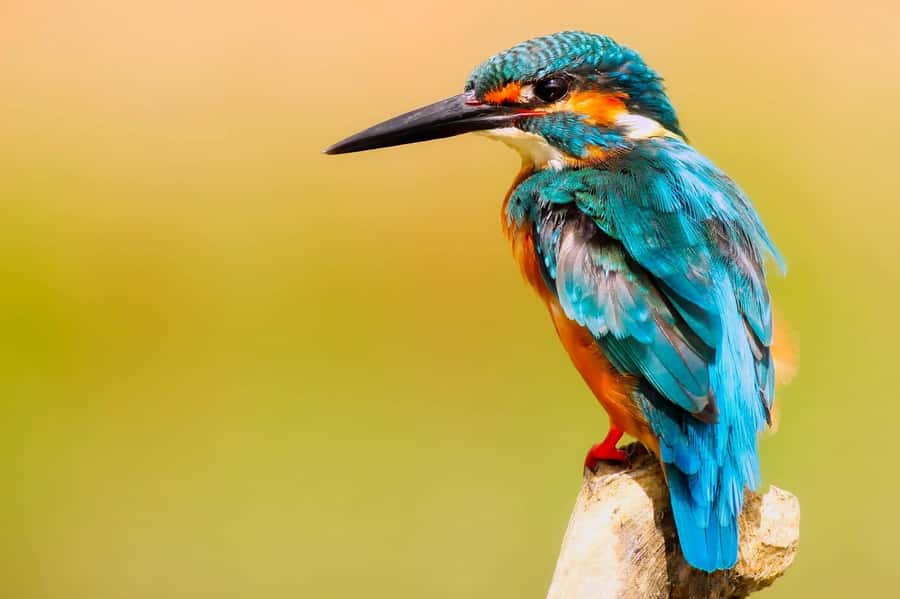 Visit Muthurajawela Wetlands Scenic Boat Ride & Birdwatching - Good To Know