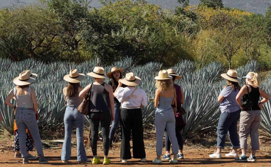 Distillery Entry Tickets and Tastings in Tequila Jalisco - Discover Tequila’s Spirit with Flexible Distillery Entry Tickets in Jalisco