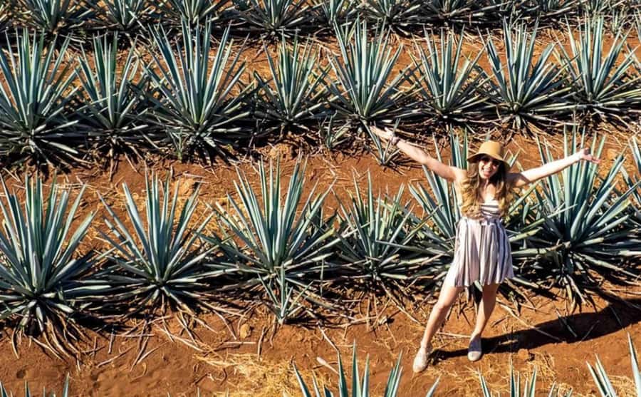 Distillery Entry Tickets and Tastings in Tequila Jalisco - An In-Depth Look at the Tequila Experience