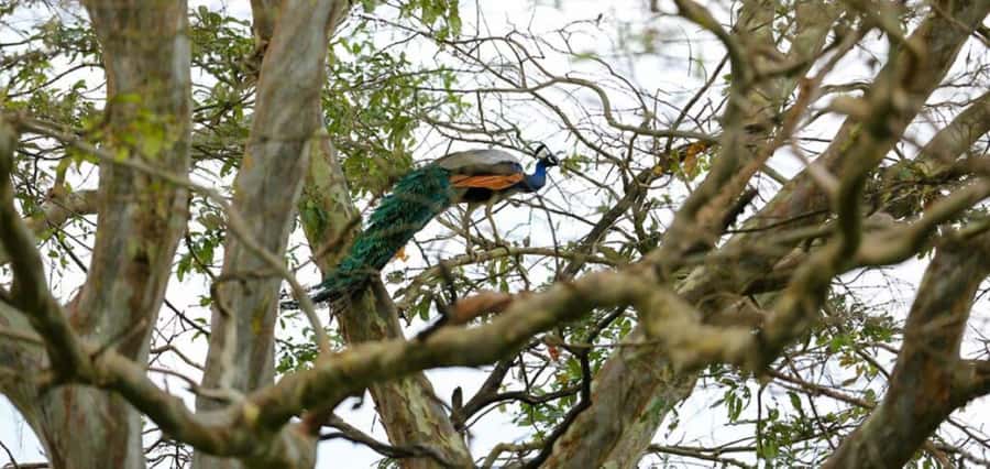 Mahiyanganaya: Sorabora Lake Sunset Birdwatching Tour - Why This Tour Matters