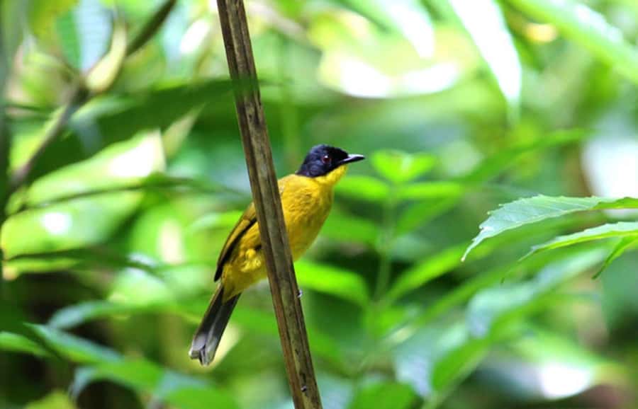 Mahiyanganaya: Sorabora Lake Sunset Birdwatching Tour - The Itinerary Breakdown